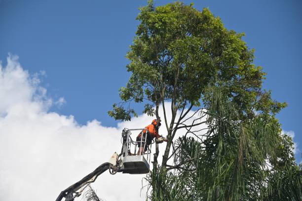 Lawn Watering Services in Forest View, IL